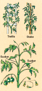 images