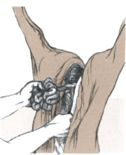 images
