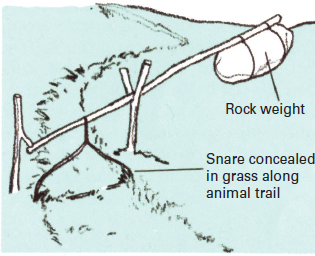 images