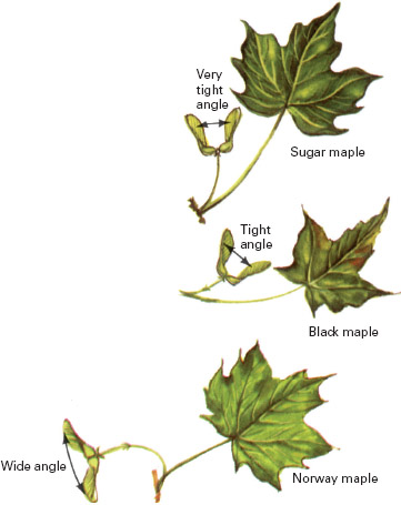 images