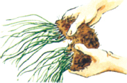 images