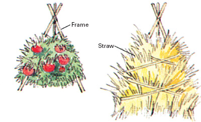images
