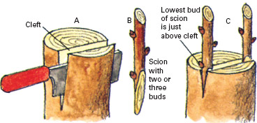 images