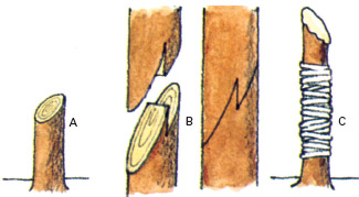 images