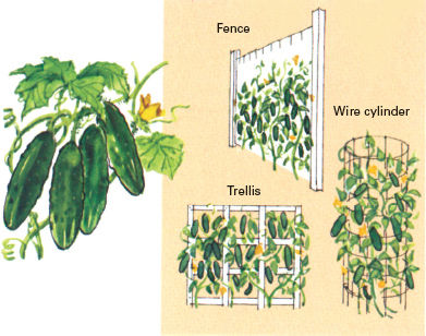images