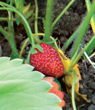 Illustration