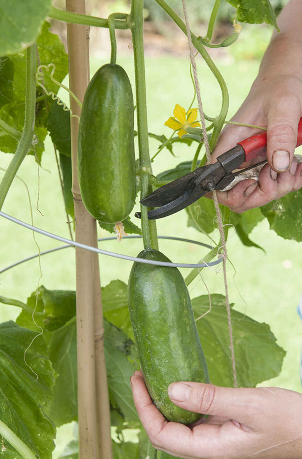 DK