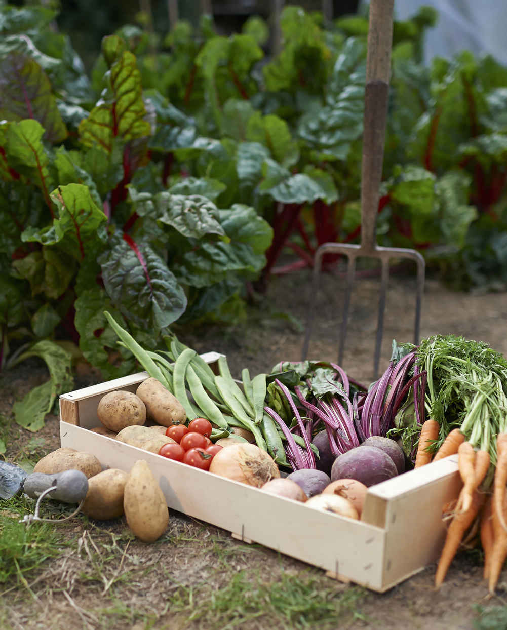 half title for Easy Veg