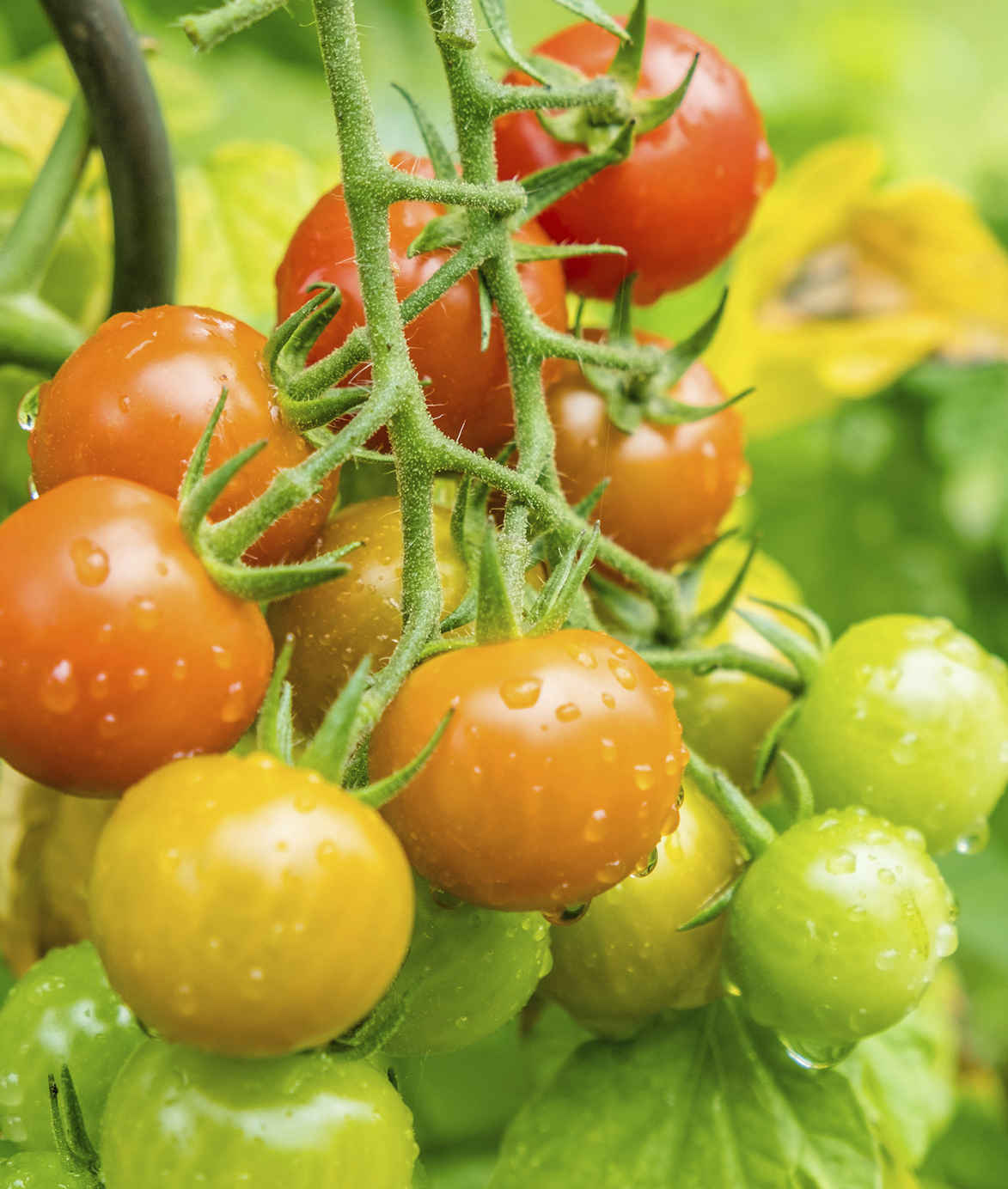 half title for Easy Veg