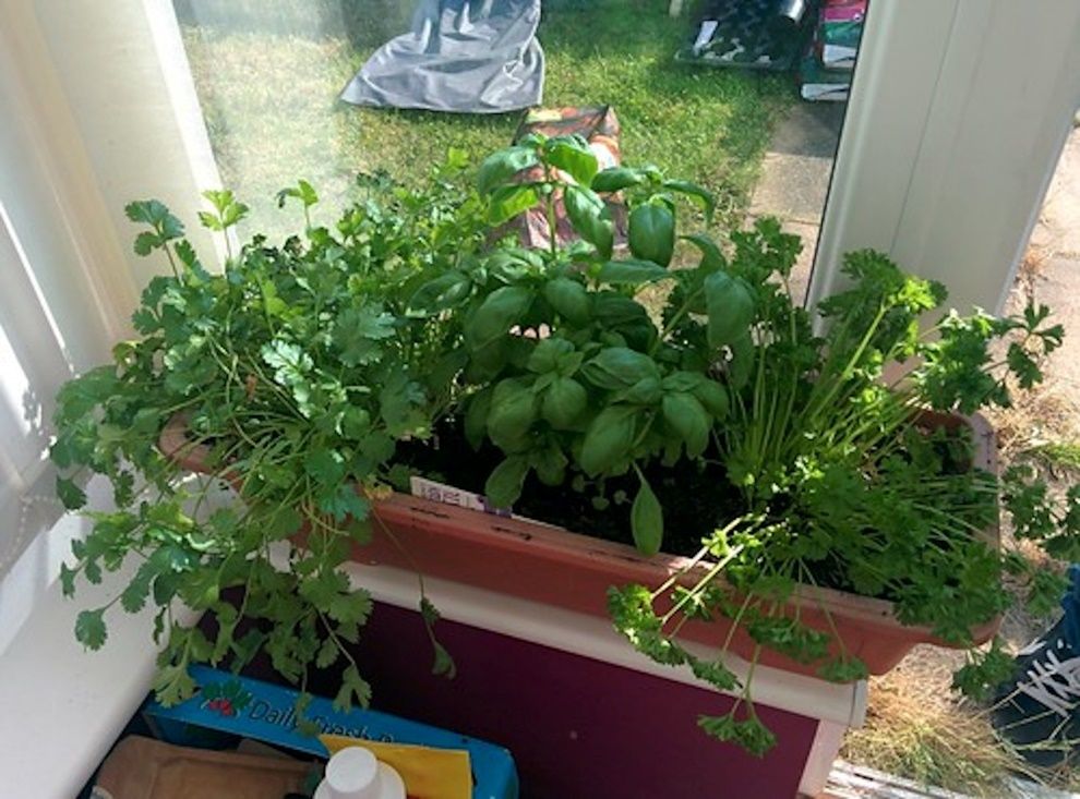 A plant in a garden  Description automatically generated