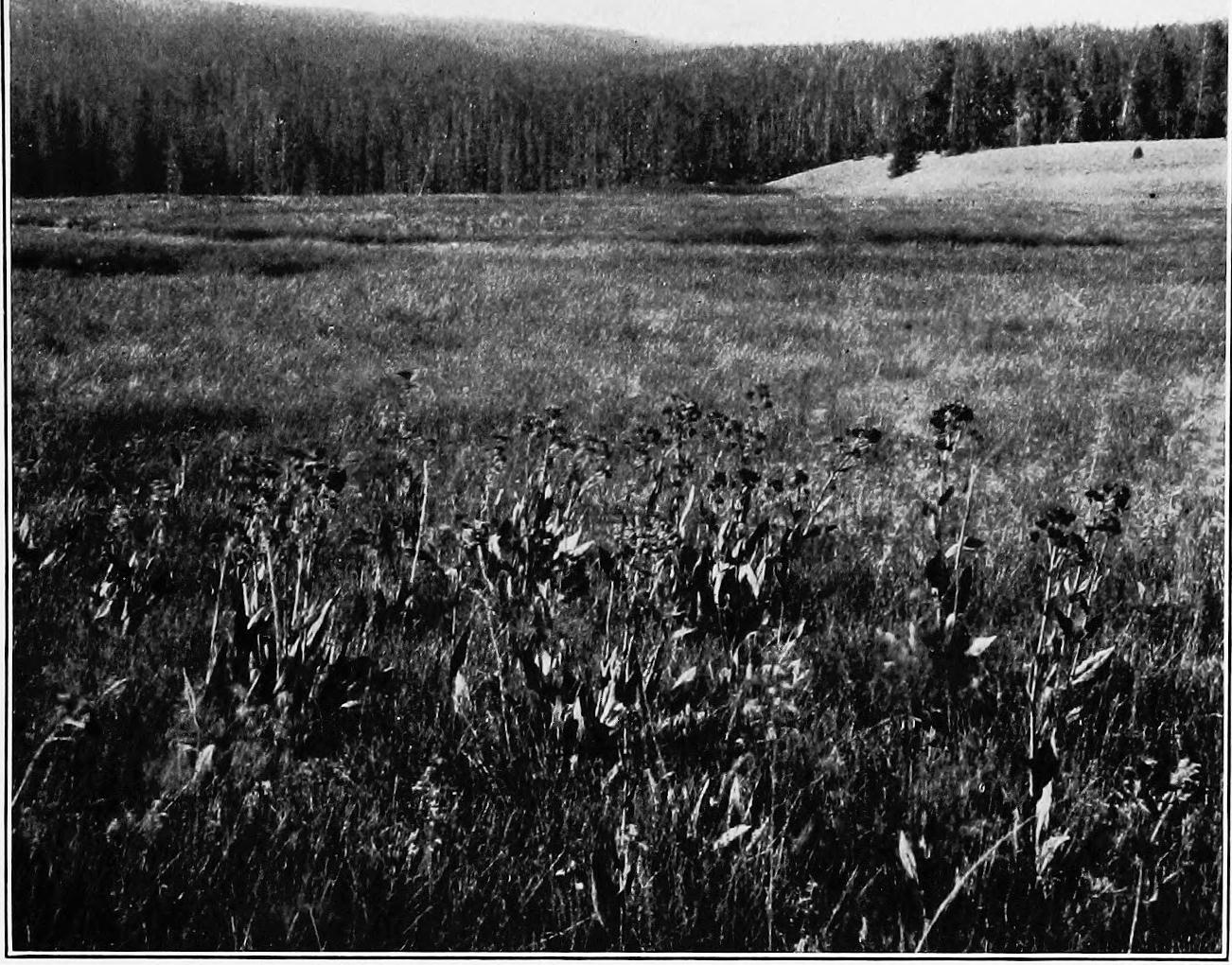 Image 51