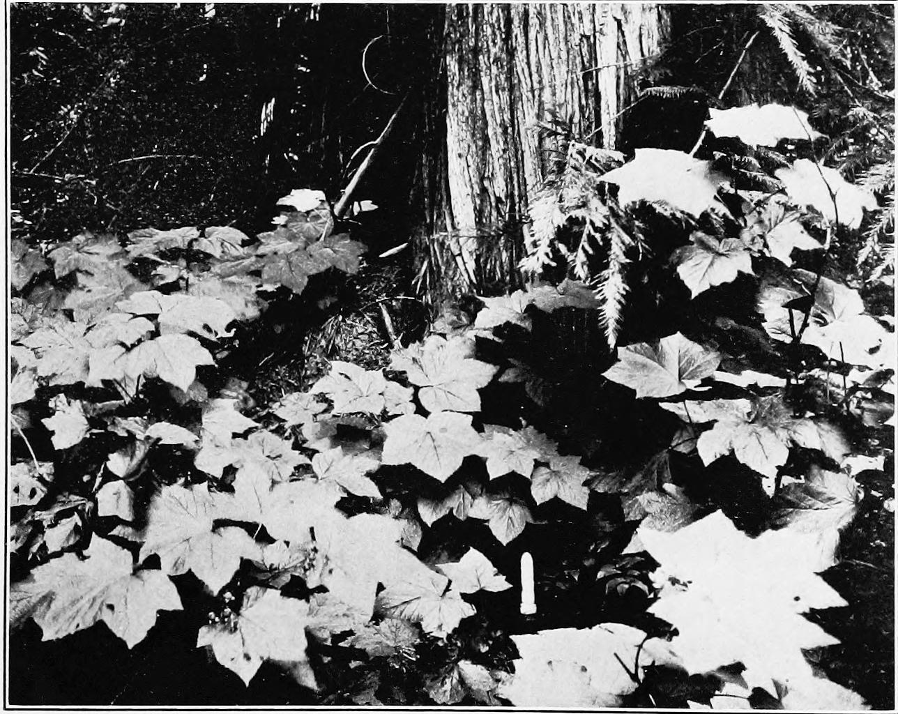 Image 60