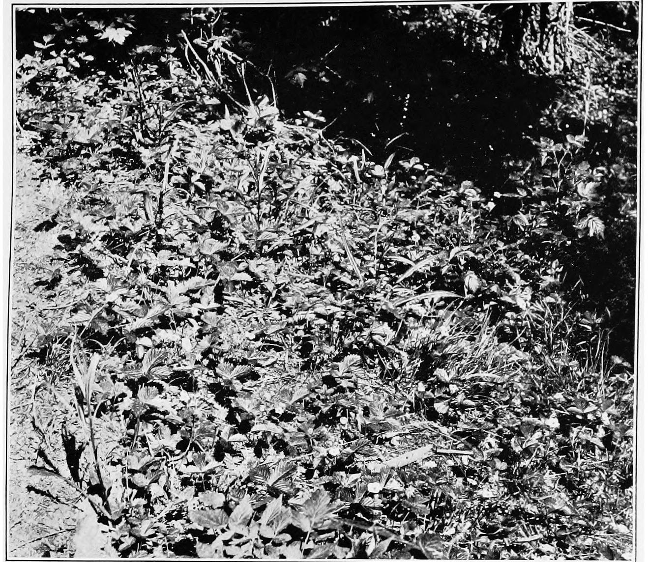 Image 63