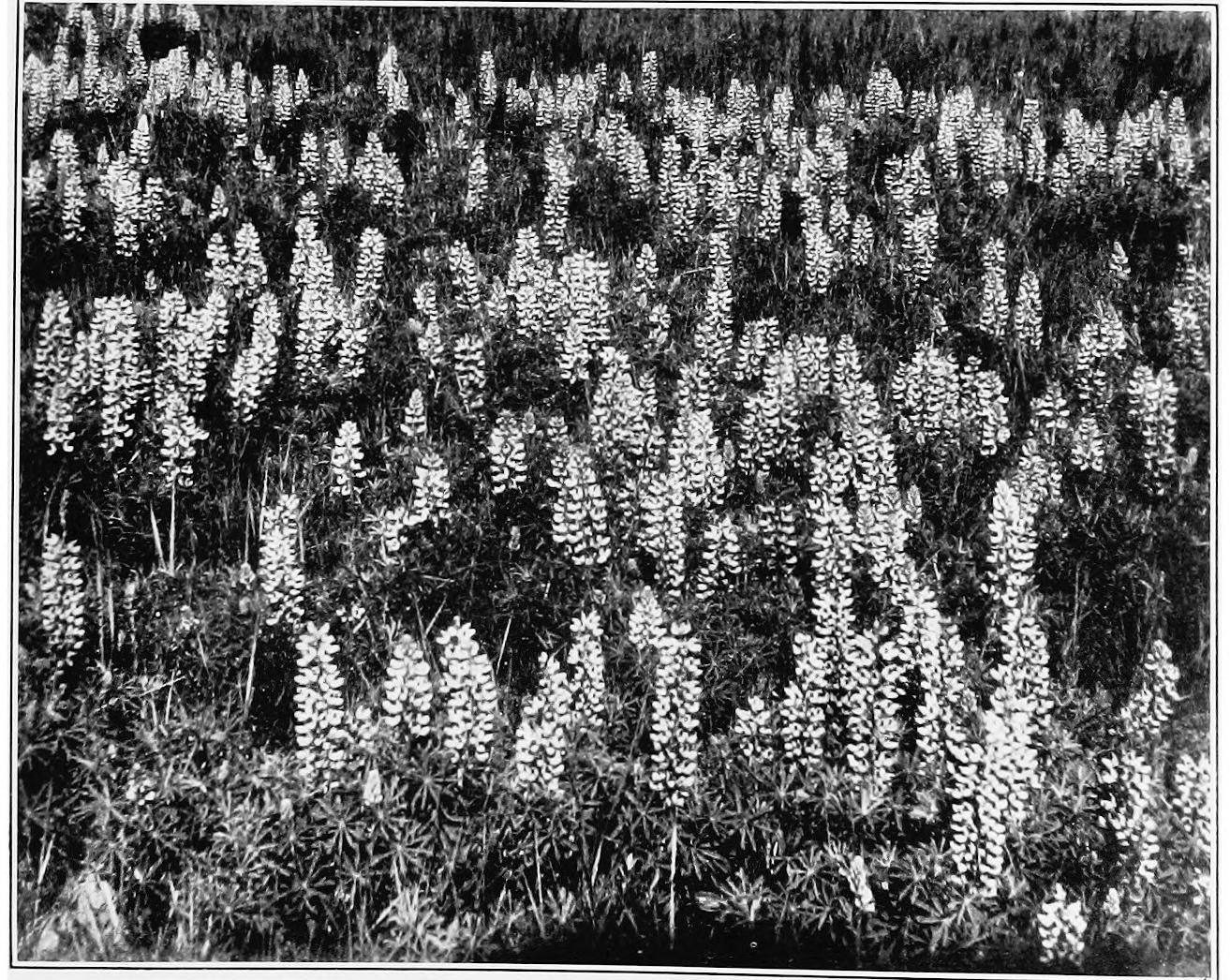 Image 64