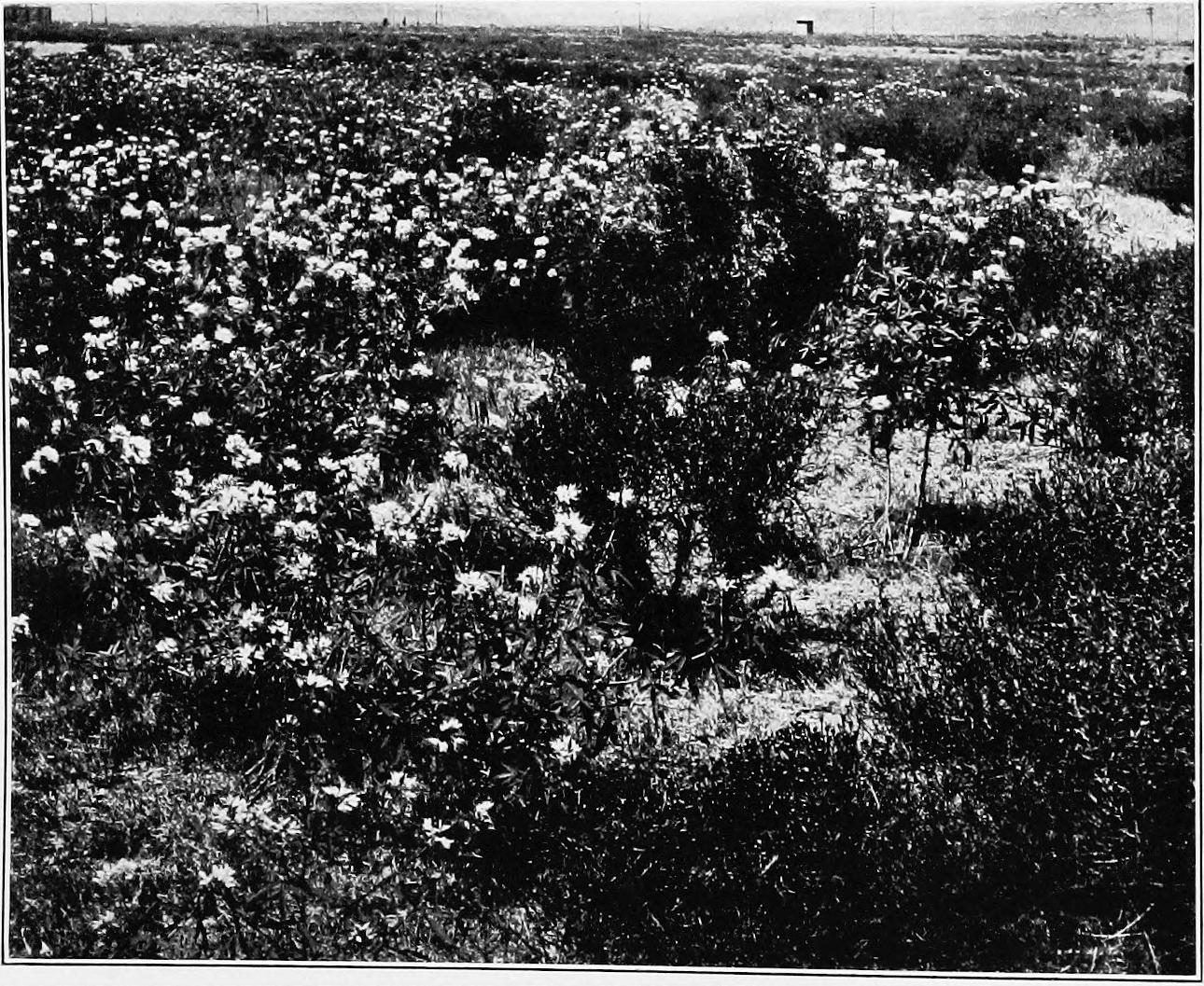 Image 67