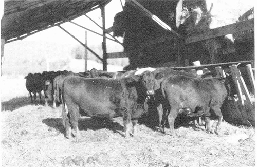 p-225a