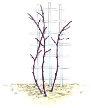 Images