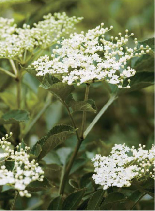 Images