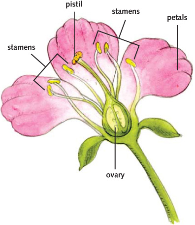 Images