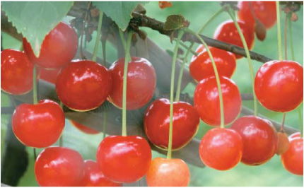 Images