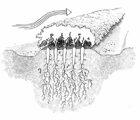 When crops are closely spaced on a bed, the plant leaves come to rapidly touch one another, creating a beneficial microclimate. This canopy reduces weed growth, helps retain moisture in the soil, and protects the crop from wind damage.