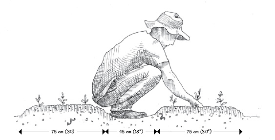 The pathways in our gardens are wide enough to allow the passage of a wheelbarrow or to work in a crouching position without damaging the adjacent bed. Our beds are oriented according to the natural slope of our site to encourage surface drainage.