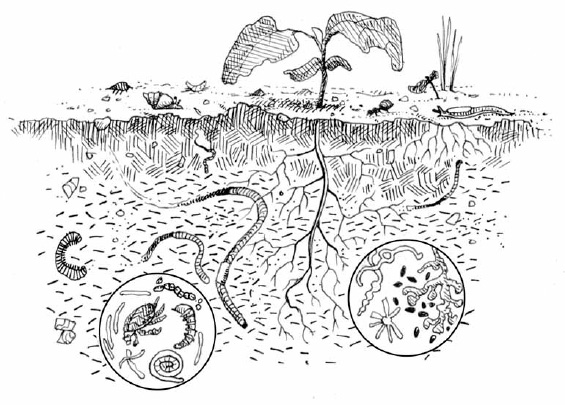 Given the right conditions, soil organisms can perform much of the tillage needed to create and maintain loose, fertile soil.