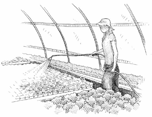 Watering seedlings is a fine art: finding the balance between watering too much and not enough requires attention to detail.