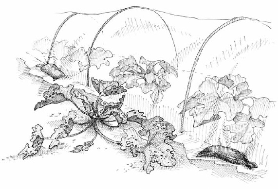 Covering vegetable crops with a protective net is an effective and environmentally sound strategy for preventing pest infestations. Anti-insect nets are highly resistant and durable. Unlike floating row covers, they have no effect on temperature, which is preferable for summer crops.