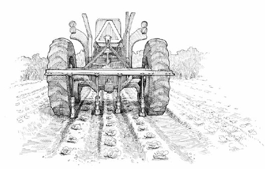 Mechanized farming, whether conventional or organic, spaces the rows of crops according to the dimensions of the tractors and the weeding machinery. Since we use only hand-powered tools to control weeds on our farm, we do not have this limitation.