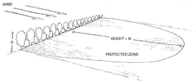 A windbreak can slow the wind speed over a distance of about 10 times its height. This creates a protected zone with more favorable climatic conditions.