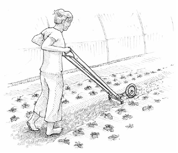 The wheel hoe is an amazing invention. This tool makes it possible to hoe a large area without much effort. And unlike the two-wheel tractor we sometime use to harrow the pathways in our garden, the wheel hoe is sustainable and silent.