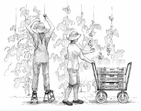 Harvesting implements can really speed up the harvest. Farm visits are a great way to make such discoveries, but don’t neglect to also use your own imagination. Many pieces of equipment on our farm have been custom-built to fit our exact needs.
