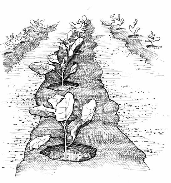 Inorganic mulches can reduce the weeding workload to one or two early rounds of hand-pulling weeds. For crops that will stay awhile in the garden, the effort and investment required to lay them out it is definitely worthwhile.