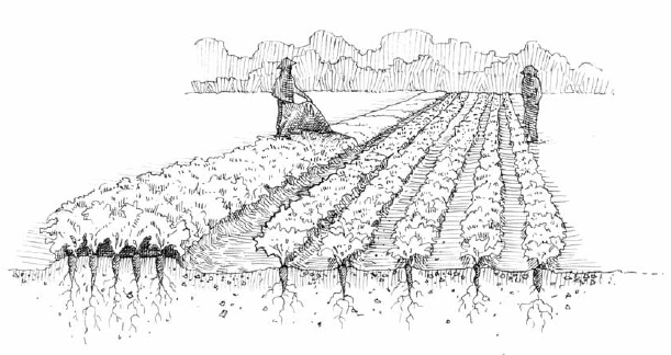 If the growing area is, for example, five times more densely planted, covering crops with a row cover will take one fifth of the time and use one fifth of the material to do the same job, saving both time and money. Similar efficiencies are also true for irrigation, mulching, and weeding.