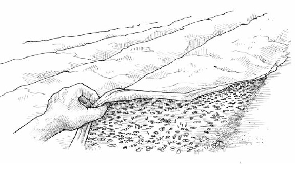 To enhance the stale seedbed technique, we use clear plastic row covers to induce weed growth. The results are very impressive—perhaps even scary, when you see just how many dormant seeds were lurking in the garden.