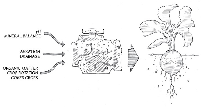 Soil biology is the engine of your garden. Learn to harness its full potential by understanding how it works.
