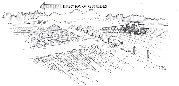 Glyphosate (Roundup) is particularly lethal to most vegetables. Unfortunately, it is the most widely used herbicide by conventional growers in Quebec.