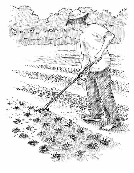 Hoeing allows you to control weeds while keeping a straight back. By breaking up the “crust” of the surface, hoeing also aerates the soil and stimulates plant growth.