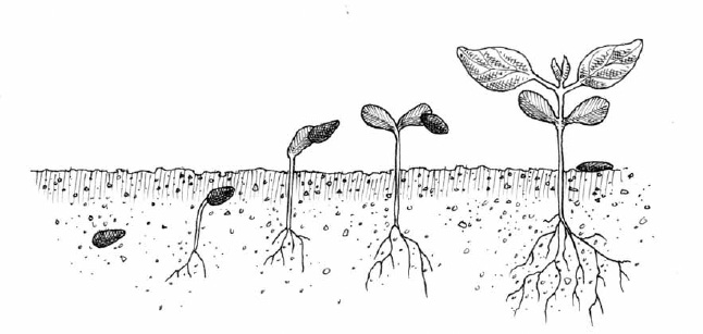 The most effective time to attack weeds is at the cotyledon stage. By the time they have more than two leaves, they are well anchored in the soil by their roots, and must be pulled out by hand.