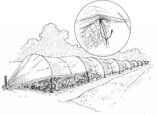 Caterpillar tunnels are inexpensive compared to permanent hoophouses. They provide shelter, warmth, and air flow to the growing environment.