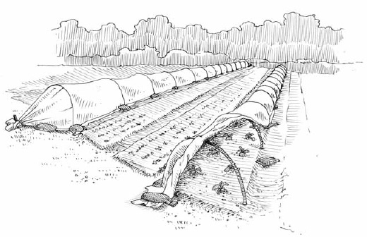 Floating row covers are effective, easy to install, and affordable. We attribute the success of many of our crops directly to these materials.