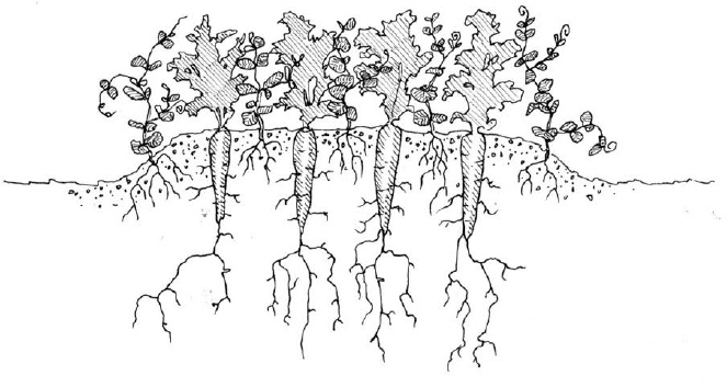 Intercropped green manures are very appealing because they make optimal use of space and time. However, they are not easy to integrate into an already complex crop plan.