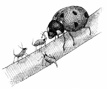 We regularly introduce beneficial insects to our greenhouses to drive out insect pests. So far we have had success in controlling thrips by introducing predatory mites. We also purchase ladybugs if aphids become a problem.