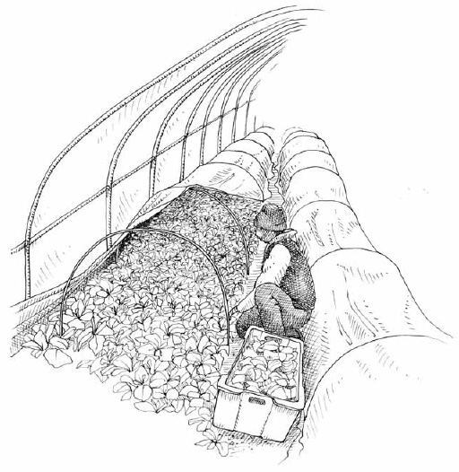 For three winters, we grew spinach, a very cold-hardy crop, in an unheated tunnel protected by floating row cover at night. Baby spinach could easily be called the queen of winter crops.