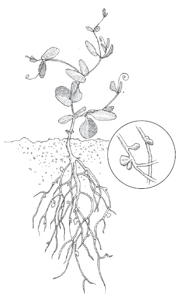 To determine whether to inoculate your green manure seeds, dig up a pea or bean plant (or any other legume) and inspect the roots for pinkish nodules (small roundish bumps). The best time to do this is after the fourth week of growth and before flowering.