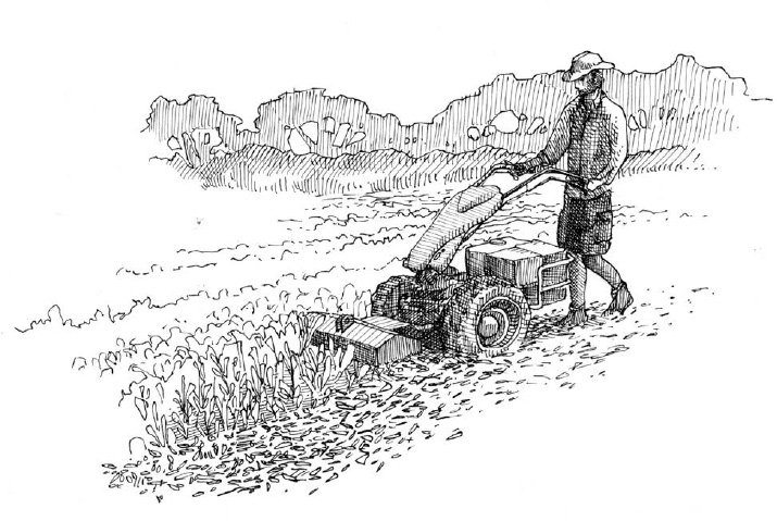 A flail mower will shred the plants into small pieces; it is an indispensable tool if you want to use cover crops in the market garden.
