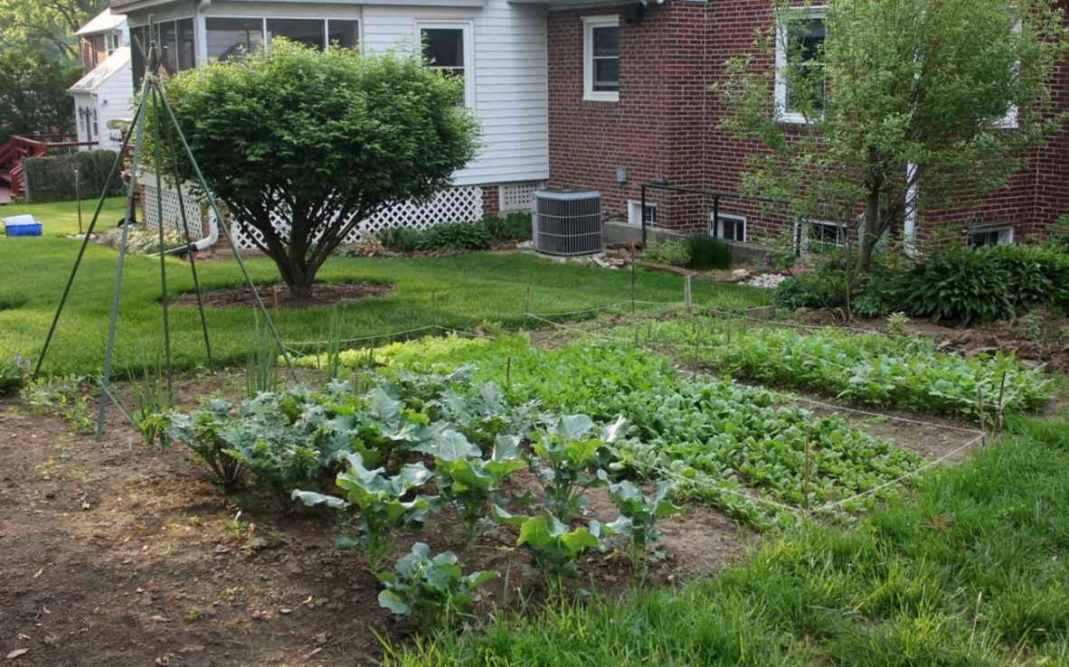 compact backyard vegetable garden | may 3rd edition of the b… | Flickr