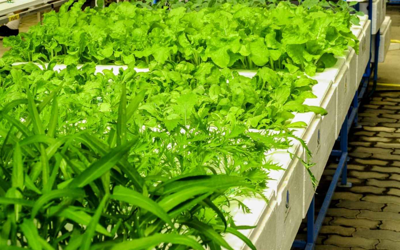 Free Images : farm, green, food, hydroponic, agriculture, garden ...
