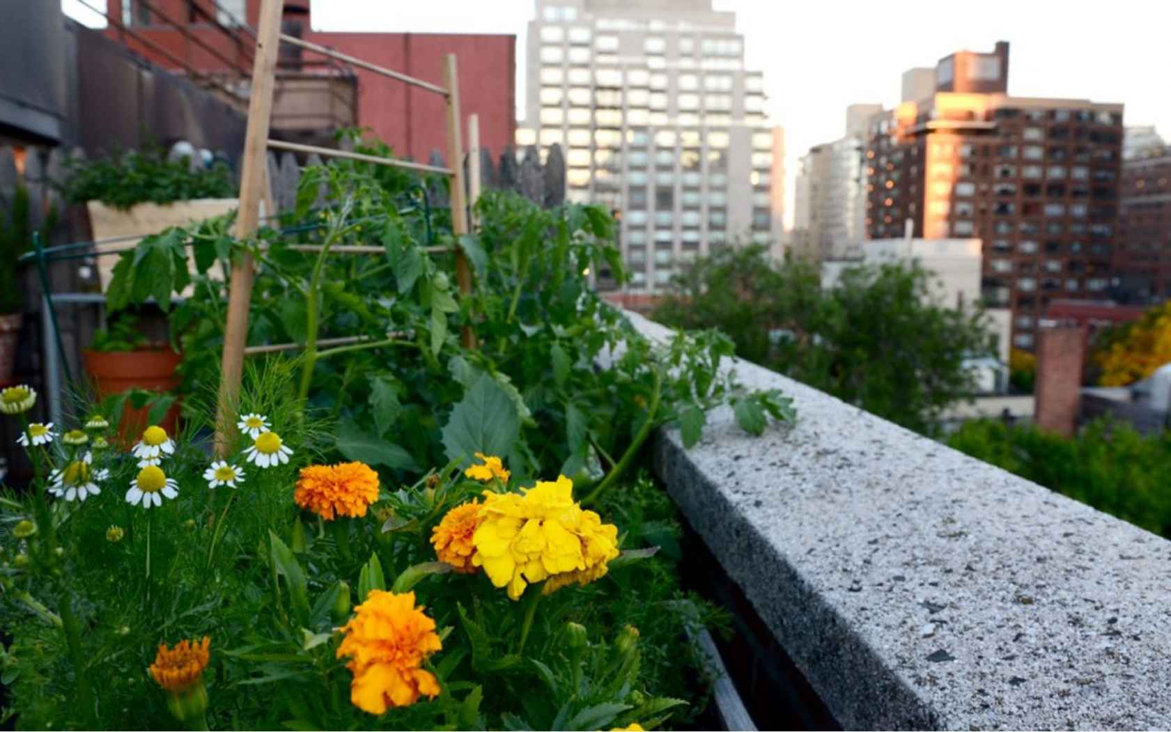 NYC Balcony Cocktail Garden | I live in NYC and grow an urba… | Flickr